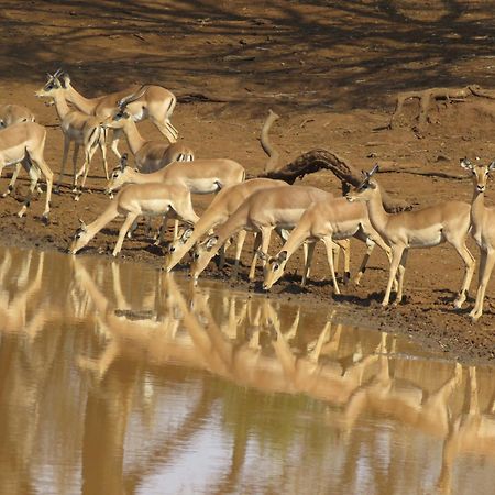 Sable Creek Safari Lodge Тзанеен Экстерьер фото