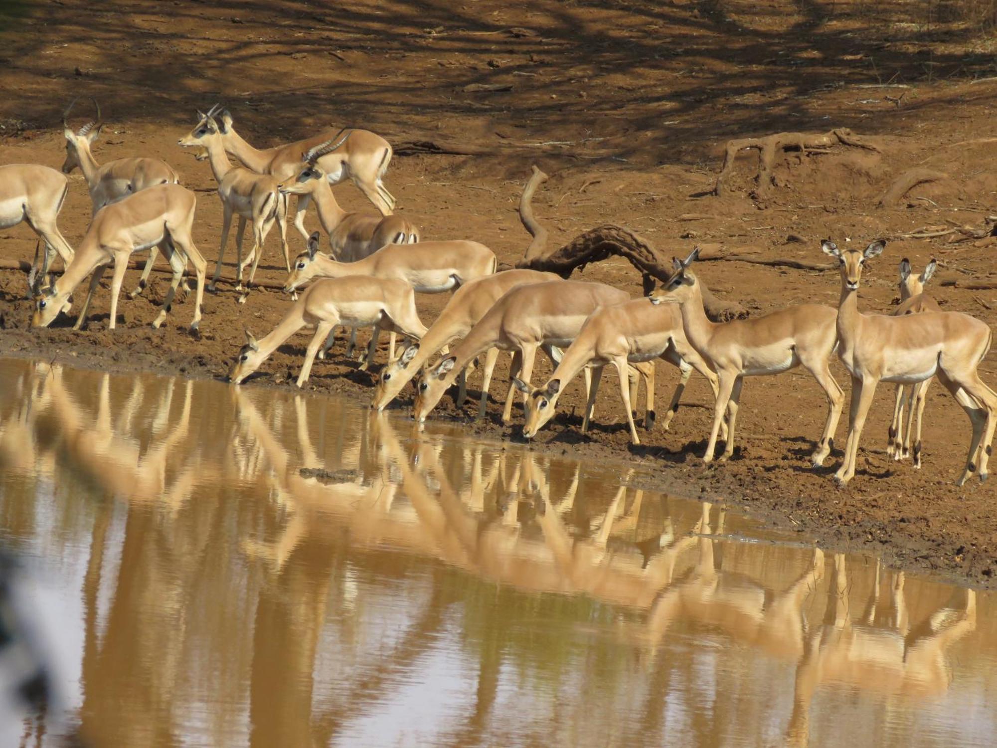 Sable Creek Safari Lodge Тзанеен Экстерьер фото