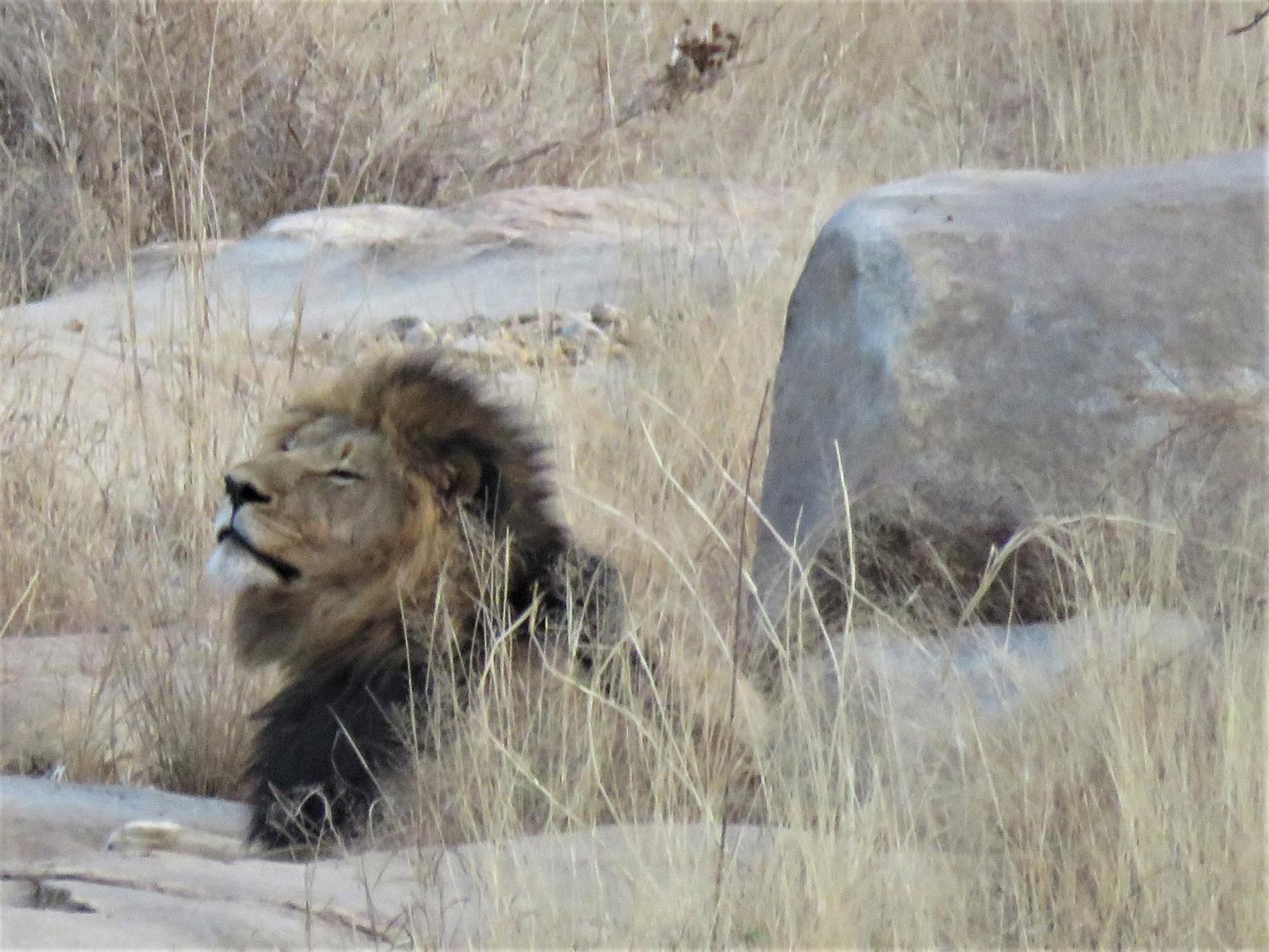 Sable Creek Safari Lodge Тзанеен Экстерьер фото