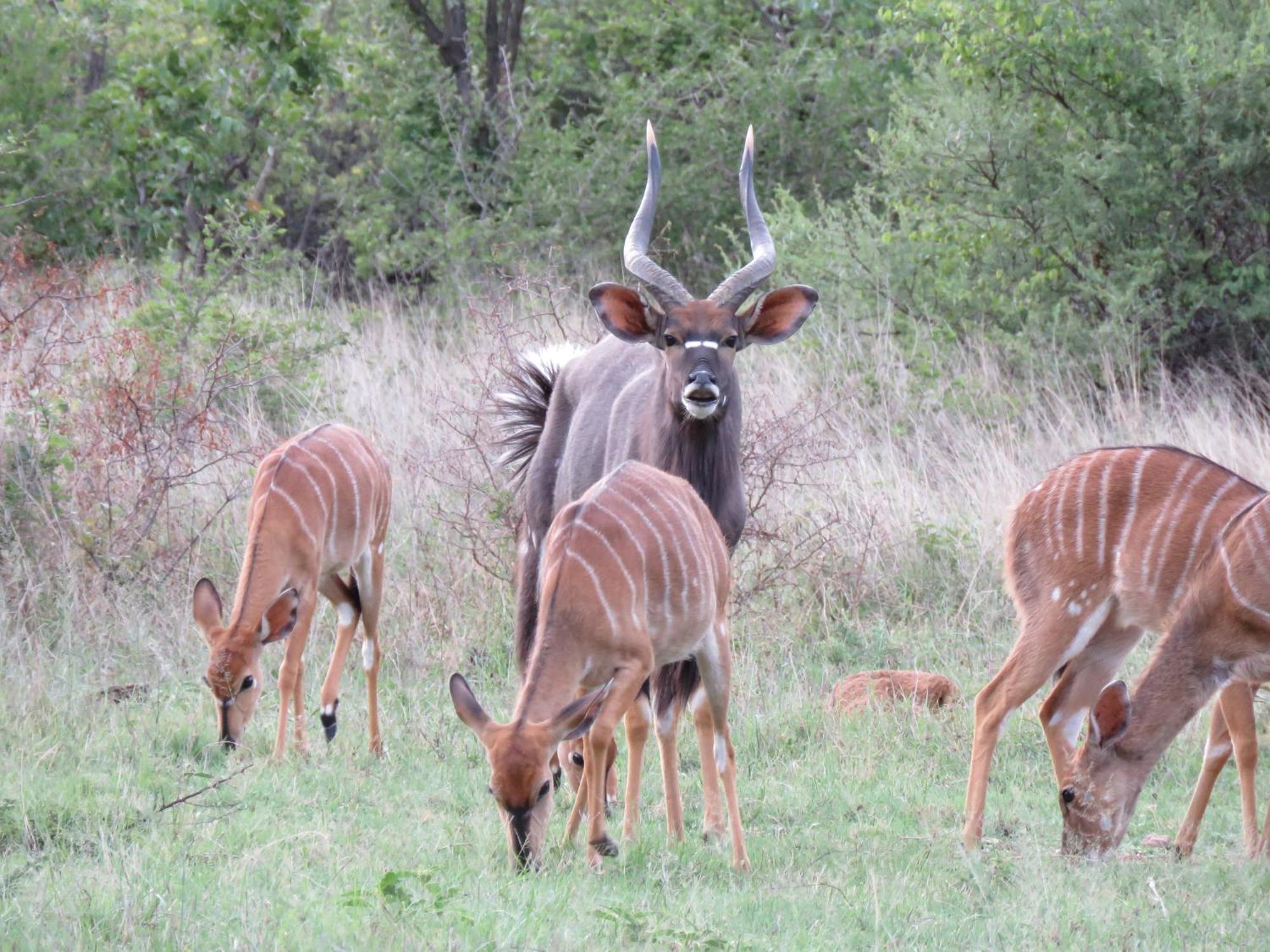 Sable Creek Safari Lodge Тзанеен Экстерьер фото